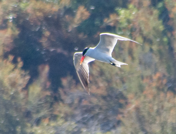 Caspian Tern (Sterna caspia) (?) in Flight