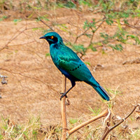 GreaterBlue-eared Starling (Lamprotornis chalybaeus)