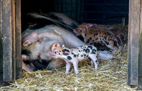 Sow with Spotted Piglets