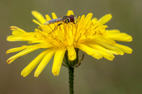 Beefly on Common Dandelion (Taraxacum officinale)