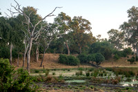 Wetlands at Dawn