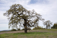 Lone Valley Oak (Quercus lobata)