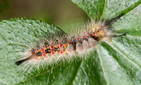 Showy Caterpillar