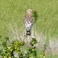 Red-shouldered Hawk (Buteo lineatus) in Frog Pond