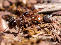 Formica Ant Finds Larger Dead Ant