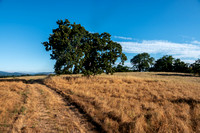 Lone Valley Oak (Quercua lobata) on the Ridge