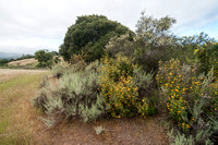 The Edge of the Chaparral: Sticky Monkeyflower and Chamise