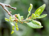 New Leaves and Catkins of Blue Oak (Quercus douglasii)