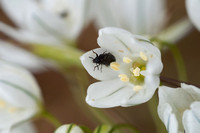 Beetle on Flower
