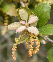 Generations of Leaves on Coast Live Oak (Quercus agrifolia)