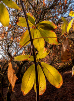 Buckeye Leaves