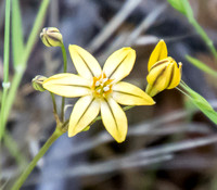 Flower of Pretty Face (Triteleia ixiodes ssp. ixiodes, AKA Golden Brodiaea)