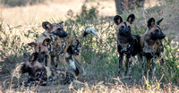 African Wild Dogs (Lycaon pictus), Calm and Friendly