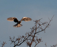 White-tailed Kite (Elanus leucurus), Landing