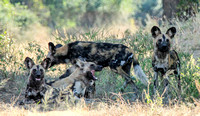 African Wild Dogs (Lycaon pictus) Relax