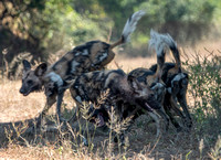 Frolicking African Wild Dogs (Lycaon pictus)