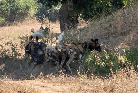 Frolicking African Wild Dogs (Lycaon pictus)