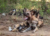 5/24/2023 African Wild Dogs and Eagle