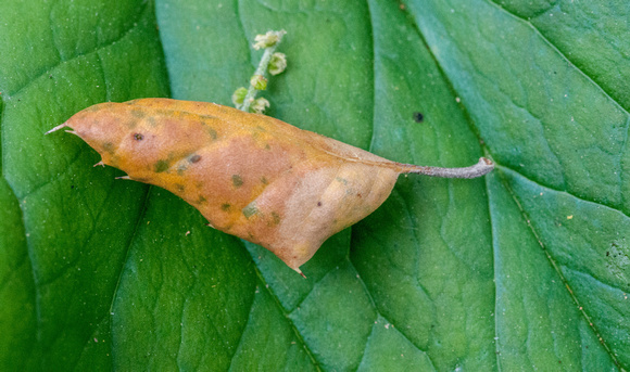 Oak Leaf on Trillium Leaf