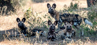 Pack of African Wild Dogs (Lycaon pictus)