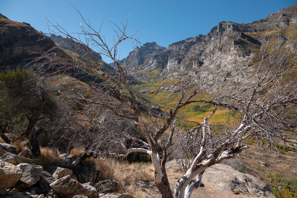 Lamoille Canyon