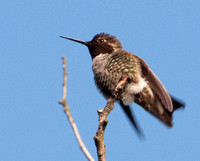 Anna's Hummingbird (Calypte anna) on Perch