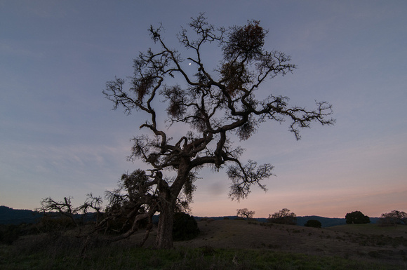 Phainopepla Tree at Dawn
