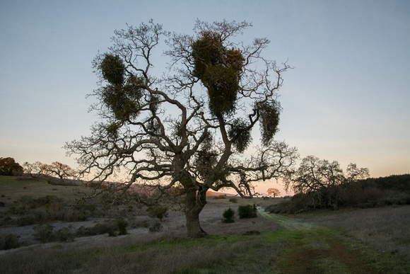 Mistletoe Valley Oak