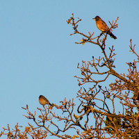 Robin and Bluebird