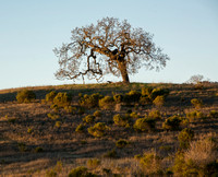 Valley Oak (Quercus lobata) (?) on Ridge