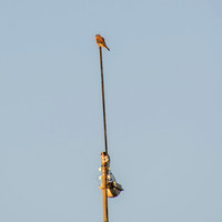 American Kestrel (Falco sparverius) on Radio Antenna