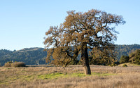 Lone Valley Oak (Quercus lobata) & Windy Hill