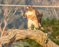 Red-tailed Hawk (Buteo jamaicensis) on Perch