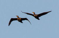Double-crested Cormorants (Phalacrocorax auritus) in Flight