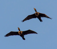 Double-crested Cormorants (Phalacrocorax auritus) in Flight (2)