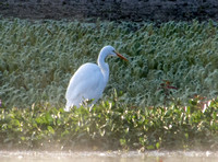 Great Egret (Ardea alba) (?) at Searsville Lake