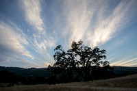 Valley Oak, Sunset Clouds