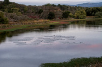 Ducks Land on Searsville Lake after Sunset