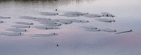 Ducks Land on Searsville Lake after Sunset (Closer)