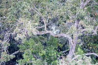Valley Oaks (Quercus lobata) on Searsville Lake