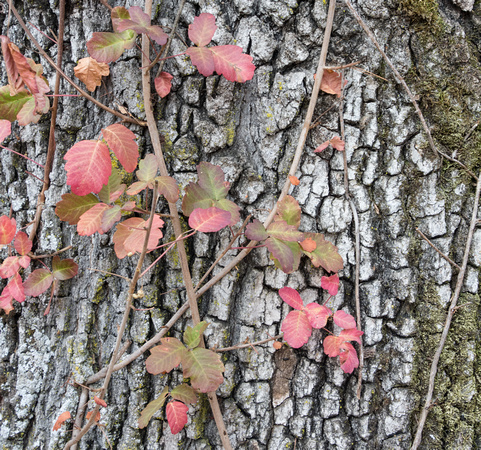 Poison Oak (Toxicodendron diversilobum) in Climbing Form