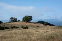 Tarweed, Grasslands, Oaks, Windy Hill: Clearing Fog