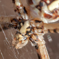 Mouthparts of Spider