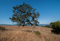 Lone Young Blue Oak (Quercus douglasii)