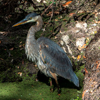 10/27/2024 Heron and Egret, Woodland and Lake