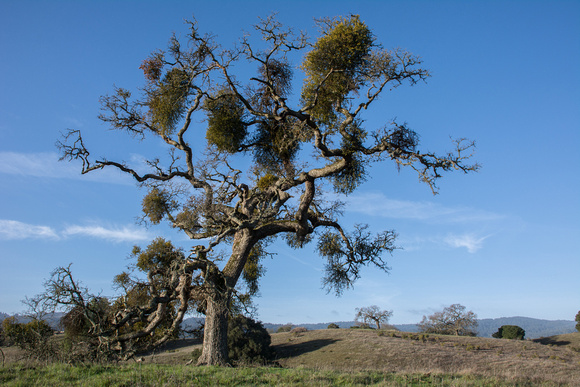 "Phainopepla Tree"