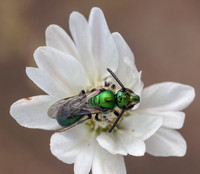 Cute Carpenter Bee (?) on Tarweed (3)