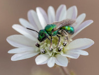 Cute Carpenter Bee (?) on Tarweed (2)