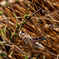 Grasshopper in Grass