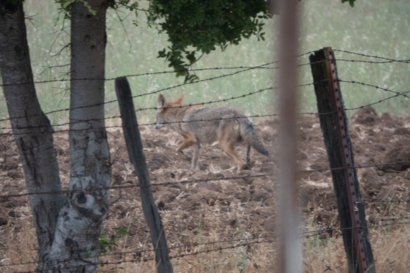 Coyote Crosses to Hawthorns Property